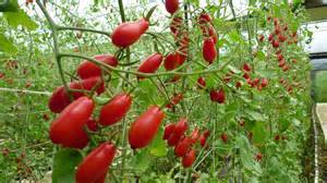 玉女番茄栽種方法