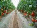 盆栽種番茄的方法
