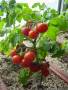 小番茄種植方法教學