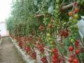 大番茄種植方法