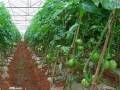 黑葉番茄如何種