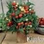 請問如何種植小番茄