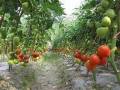 如何種植黑柿番茄