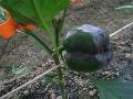 甜椒種植方法及管理