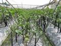 日本茄子種植方法
