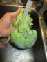 綠花椰菜如何清洗