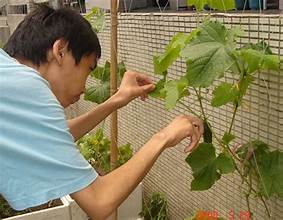 菠菜水耕種植方法