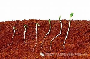 菠菜種子發芽方法