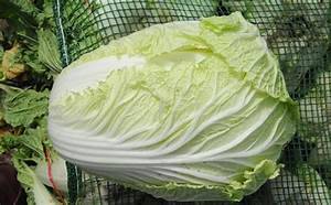 包心白菜種植方法