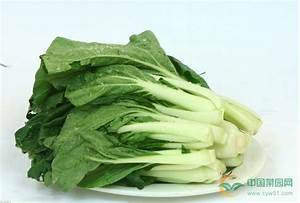 鳳山小白菜種植方法