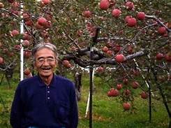 蘋果樹栽培方法
