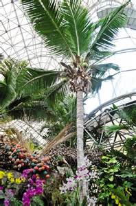 矮種椰子樹如何種植
