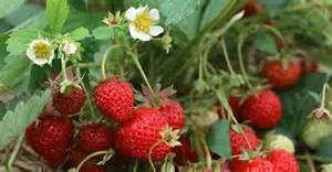 高架草莓種植方法