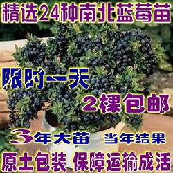 黑莓種植方法