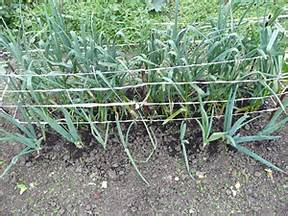 蒜苗和蒜頭種植方法