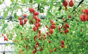 如何栽培聖女番茄