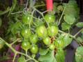 小番茄種植過程
