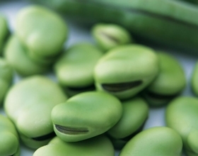【蠶豆】蠶豆的功效與作用_蠶豆的營養價值