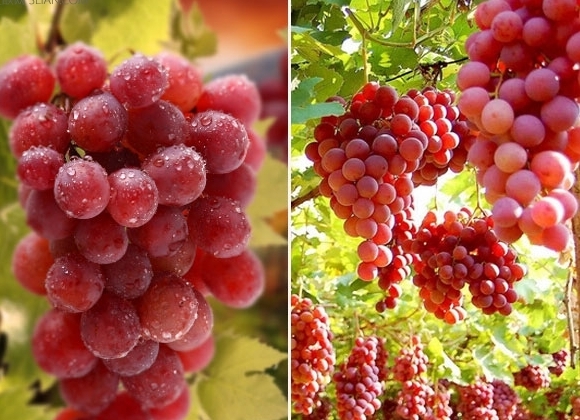 葡萄的18種好處 葡萄的功效與作用