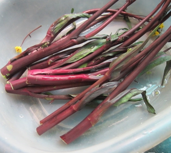 紅苔菜炒肉