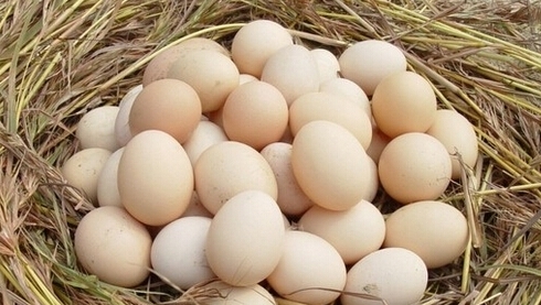 雞蛋的6種吃法等於白吃
