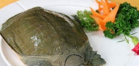 夏季食甲魚的好處有哪些
