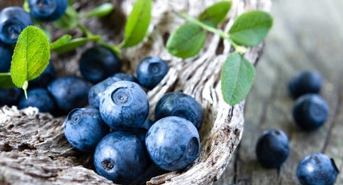 藍莓的營養價值及功效