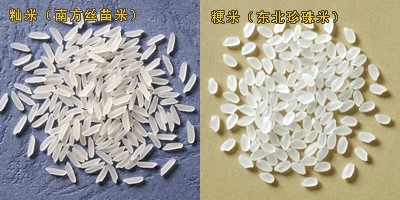 秈米和粳米的區別