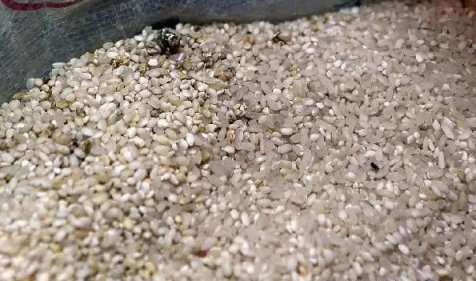 你家大米變潮生蟲可能不是米的原因