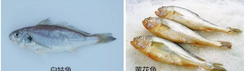 白姑魚為什麼能冒充黃花魚