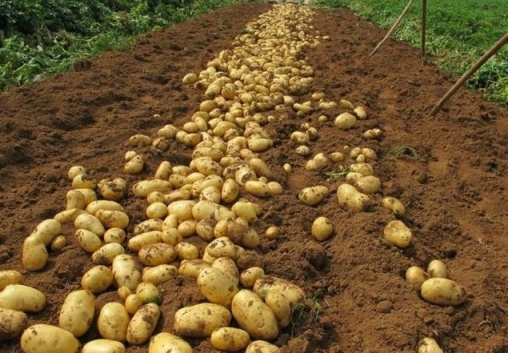 吃土豆能減肥嗎？土豆這樣吃減肥更有效 