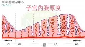 豆漿 雌激素 黃體素