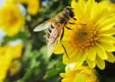 蜂蜜花粉減肥