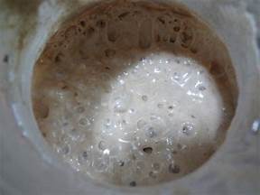 啤酒酵母菌