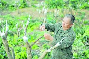 芒果嫁接方法