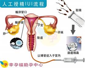 吃什麼比較容易受孕