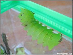 螳螂幼蟲吃什麼