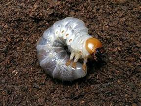 螳螂幼蟲吃什麼食物