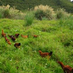 雞肉抗生素如何消除