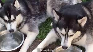 狗狗為什麼不喝水