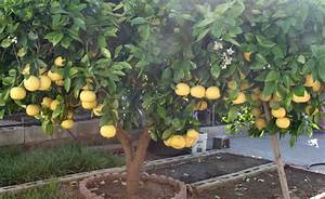檸檬樹盆栽如何種植