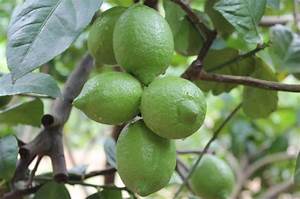 四季檸檬樹種植方法