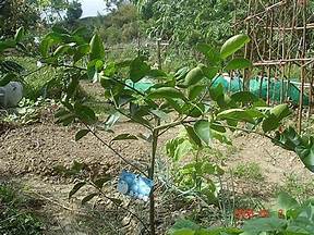 木瓜柳丁如何栽種