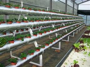 紅花草莓種植方法